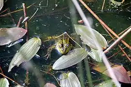 Teichfrosch im Wasser eines Tümpels