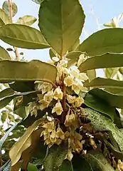 Wintergrüne Ölweide (Elaeagnus × submacrophylla) in Blüte