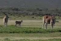 Elenantilopen mit Jungtier, De Hoop Nature Reserve, Südafrika