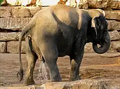 Elefant beim Urinieren