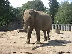 Asiatischer Elefant