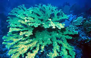 Steinkoralle(Acropora palmata)