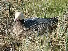 Kaisergans (Anser canagicus)