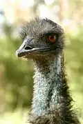 Emu