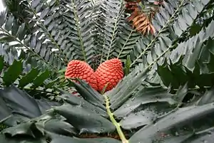 Tribus Encephalarteae: Encephalartos ferox, mit weiblichem Blütenstand