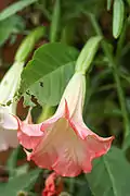 Engels­trompeteBrugmansia