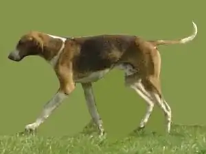 English Foxhound