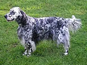 English Setter