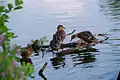 Enten am Kiessee