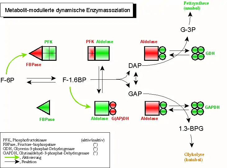 Dynamische Enzymassoziation