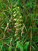 Breitblättrige Stendelwurz (Epipactis helleborine)