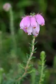 Glockenheide (Erica tetralix)