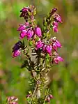 Graue Heide (Bell Heather)