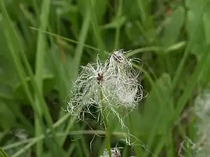 Alpen-Rasenbinse(Trichophorum alpinum)