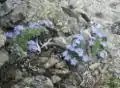 Himmelsherold in den Niederen Tauern, Steiermark