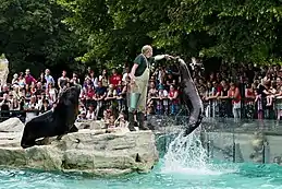 Eine Mähnenrobbe springt aus dem Wasser, um den Fisch zu schnappen, den der Tierpfleger hält. Viele Besucherinnen und Besucher schauen zu.