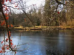 Eschheimer Weiher (Januar 2020)