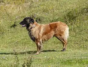 Cão da Serra da Estrela