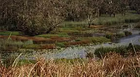 Eubenangee Swamp (2001)