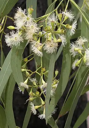 Narrow-leaved Red Ironbark (Eucalyptus crebra)