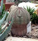 Euphorbia obesa subsp. symmetrica