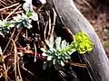 Die Felsen-Wolfsmilch (Euphorbia saxatilis) tritt in den Schwarzföhrenwäldern am Gösing auf und ist ein Endemit der nordöstlichsten Kalkalpen.