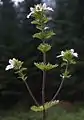 Euphrasia minima subsp. tatrae