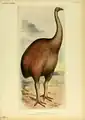 Moa