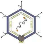 Details eines Virions von Enterobacteria-Phage PRD1