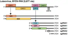 Genom­karte von BYDV-PAV