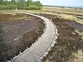 Durch das Moor verläuft der Lehrpfad teilweise über Holzbohlen. Wie im Hintergrund erkennbar, stehen im Randbereich des Moores lichte Birkenwälder