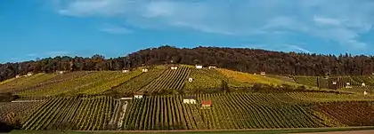 Nicht flurbereinigter Weinberg in Falkenstein am Steigerwald