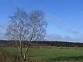 Birke vor Graueler Naturpanorama