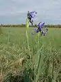 Bastard-Schwertlilie (Iris spuria) im Nationalpark