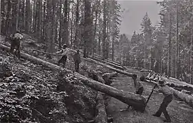 Holzfäller im Schwarzwald