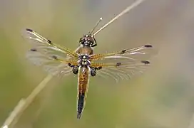 Vierflecklibelle im Pietzmoor