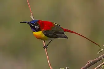 Männchen in Sikkim, Indien