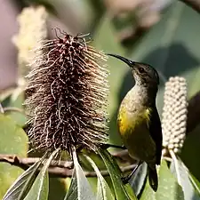 Weibchen im Kathmandutal in Nepal