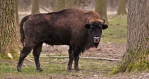 Paarhufer Bison bonasus mit deutlich anderen Merkmalen