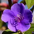 Prinzessinnenblume (Tibouchina urvilleana)