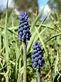 Weinbergs-Traubenhyazinthe (Muscari neglectum)