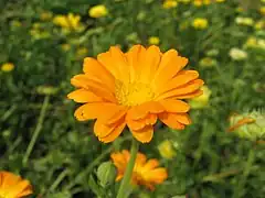 RingelblumeCalendula officinalis