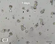 Zellen der Koralle Acropora tenuis in vitro 7 Tage nach Zu­sammen­fügen mit Breviolum minutum. Eine (schwarze Pfeil­spitze), zwei (graue Pf.) und drei Algen (weiße Pf.) in ein­zelnen Korallen­zellen.