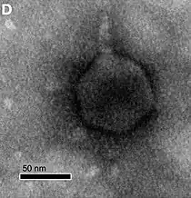 Roseovarius-Virus RPP1, Schitoviridae