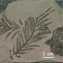 Fossil einer Sumpfzypresse (Taxodium dubium) aus dem Tagebau Hambach, acht Millionen Jahre alt