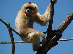 Südlicher Gelbwangengibbon