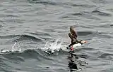 Foto eines schwarz-weißen Seevogels, der aus dem Wasser startet