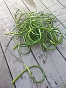 Knoblauchstängel (Garlic-Scapes)