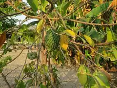 Stachelannone im Dorf Biacou, Suco Aidabaleten