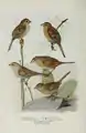 Verschiedene Ammern in Bird-Lore, 1914